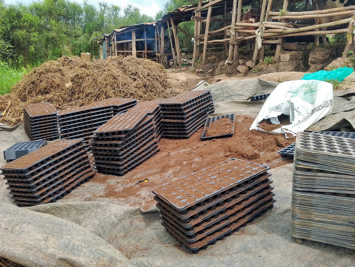 Nyuma yigihe gito twinaje inyanya tayari zikaba zirameze. muri <a href="/Duhinge1/">DUHINGE ISHIMWE COMPANY Ltd</a> <a href="/SectorKinyinya/">Kinyinya Sector</a> <a href="/Gasabo_District/">Gasabo District</a> <a href="/CityofKigali/">City of Kigali</a> Imihigo irakomeje.<a href="/aeerwanda/">AEE RWANDA</a> <a href="/YATERAOrganiza1/">YATERA Agri-Eco Tourism</a> <a href="/eSoko_Minagri/">eSoKo-MINAGRI</a> <a href="/RwandAgriExport/">NAEB</a> <a href="/RwandaAgriBoard/">Rwanda Agriculture & Animal Resources Devpt Board</a> <a href="/RwandaAgri/">Ministry of Agriculture & Animal Resources |Rwanda</a> n'Abandi ... twese dufatanye kwesimihigo.