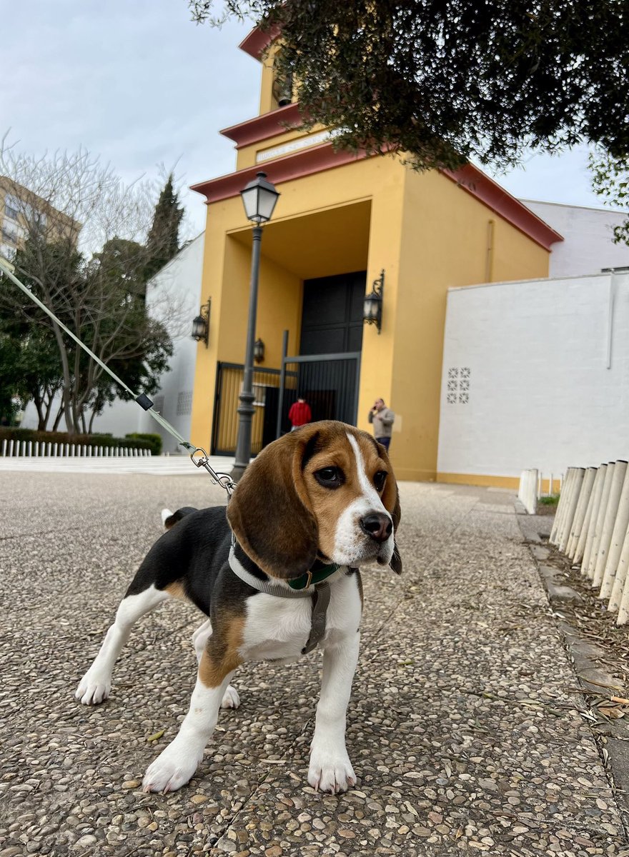 goldenjoplin's tweet photo. última hora: primer perrito cofrade ya espera a las puertas de la parroquia de san isidro para ver salir su hermandad de pino montano mejor que nadie https://t.co/9ifgy98s56