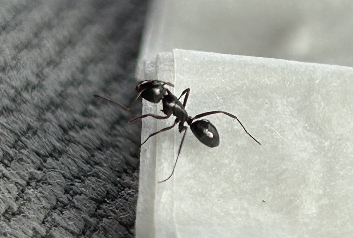 askabugman1's tweet image. Spring pests bugging you in Ashburn, VA? Dynamic Pest Solutions Inc. at 42395 Ryan Rd, 20148, has 30+ yrs fighting ants, rodents &amp;amp; more. Free inspections! Call (866) 201-3336 to reclaim your home!