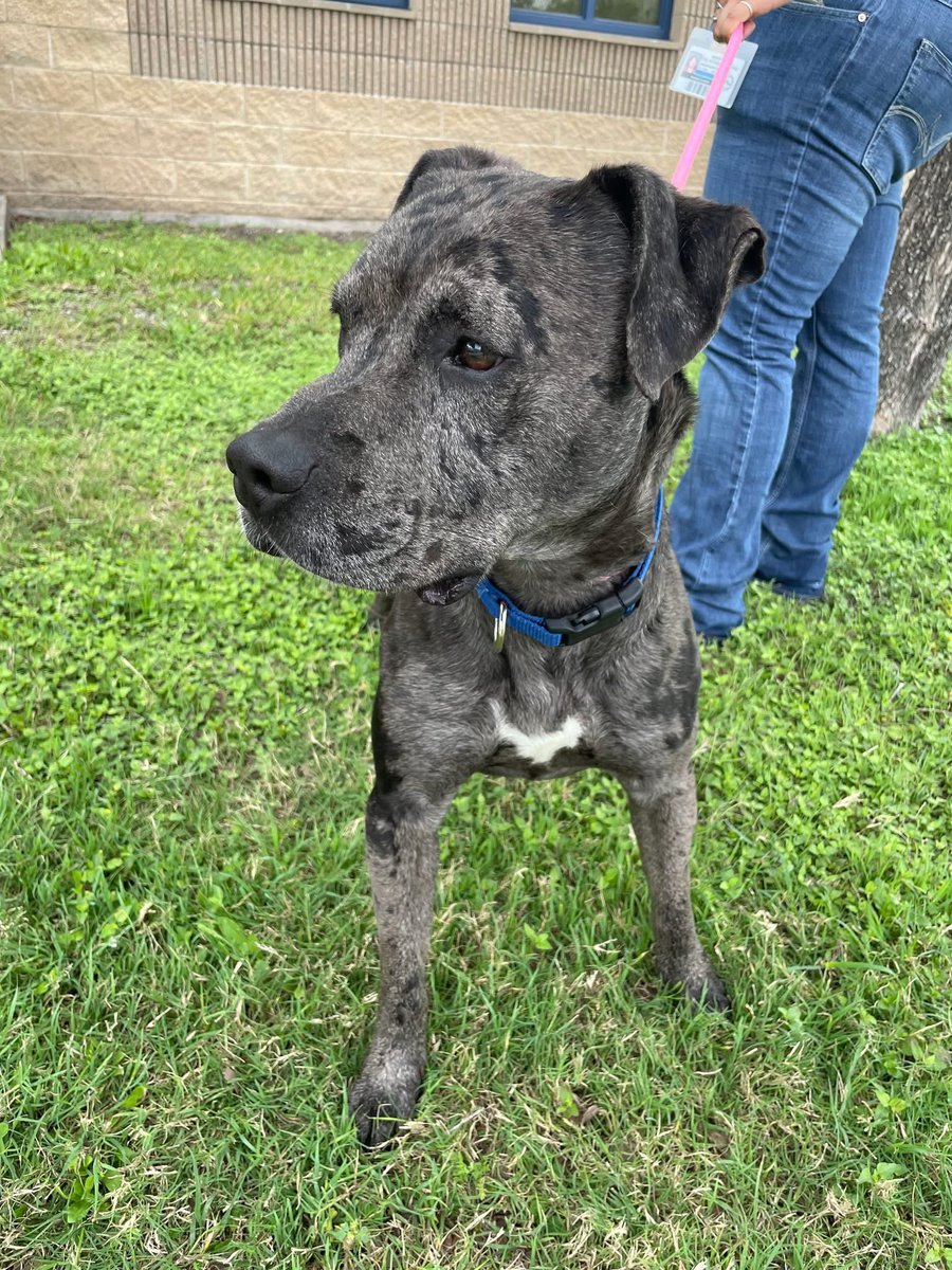 LisaBrabson's tweet photo. I'm MACK #A378883 2yo, I keep hoping, someone will save me,but I am afraid, I am going to DIE,just like my owner 😭
Only Pledges to attract a rescue, will save my life.
But I guess no one cares about me.
I DON'T WANT TO DIE 💔 
PLZ #PLEDGE TO ATTRACT A RESCUE 🛟 #CorpusChristi https://t.co/WuiSTimGrk