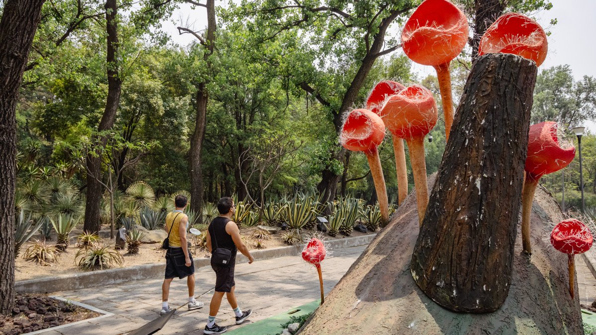 ChapultepecCDMX's tweet photo. Noticia de último minuto 📨

Han aparecido seis Macrohongos a lo largo del Bosque de Chapultepec 🤯

Los reportes indican que forman parte del @BosqueFest  y podrás consultar las ubicaciones en https://t.co/XbJRXVsWeR https://t.co/oMuxSCbfCQ