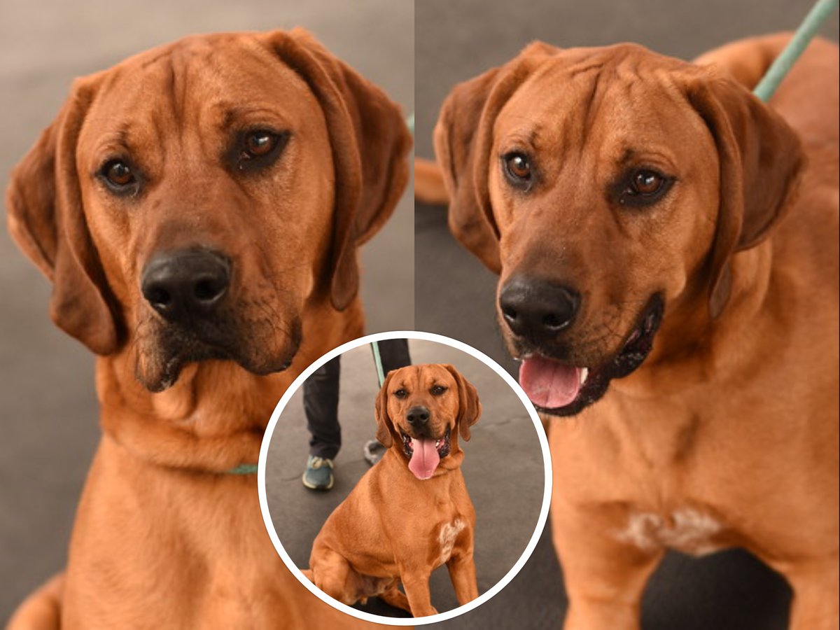 Pet of the Week, Dank, a handsome bloodhound mix who is around 10 months old. Dank is already neutered. He is very energetic and loves to RUN!!  He would make a great hiking/walking partner.  He’s a happy goofy boy who loves all dogs he meets! Contact the RCACP at (540) 344-4922.