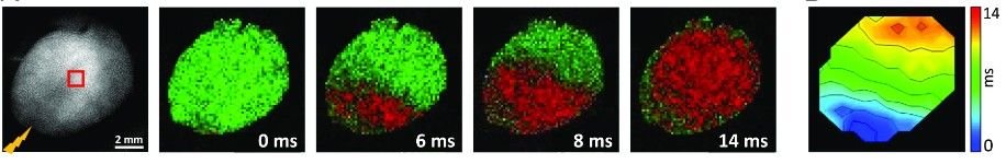 Explore unprecedented depths in cardiac voltage imaging! Our patent-pending chromene-based dyes are excited at 730nm, unlocking novel applications. 
Our ElectroFluor730p™ has been tested by our collaborators at lens.unifi.it

Visit PotentiometricProbes.com for more info