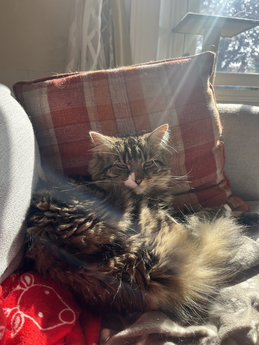 Cllr Elisa O'Donovan tweet media