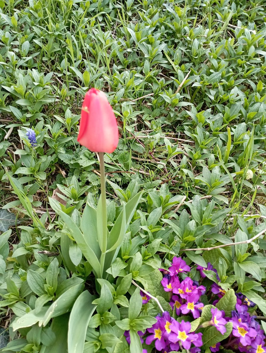 ADel875's tweet photo. Dites-le avec des fleurs 
#LePouvoirDesFleurs 
Il y a même une pfffff ( cc @Les_Elles_Terre ) https://t.co/m7sz9IHlmJ