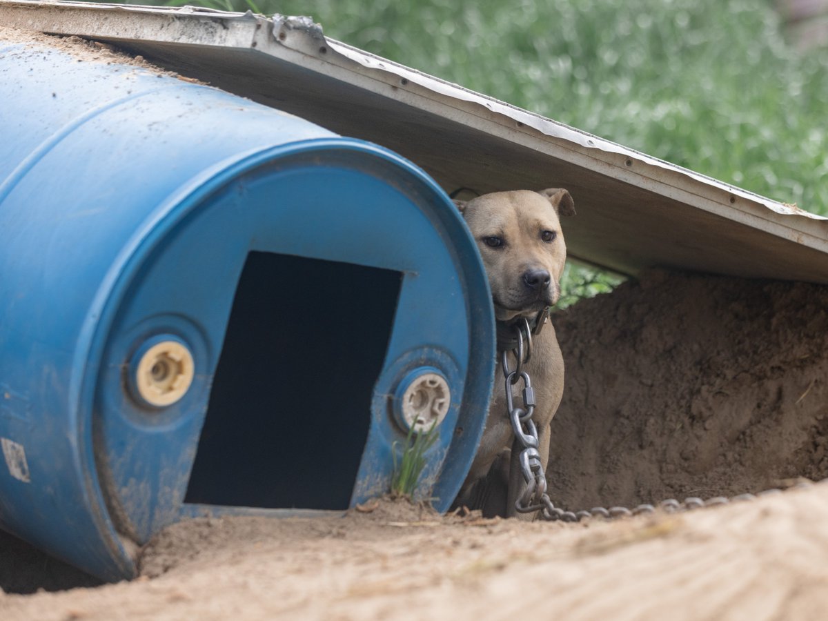 150+ dogs rescued from suspected dogfighting ahead of #NationalDogfightingAwarenessDay! Over the past year, our dedicated teams provided critical care to nearly 350 dogfighting victims🧡 Despite being a felony, dogfighting still exists. ➡ bit.ly/43N6wBW
