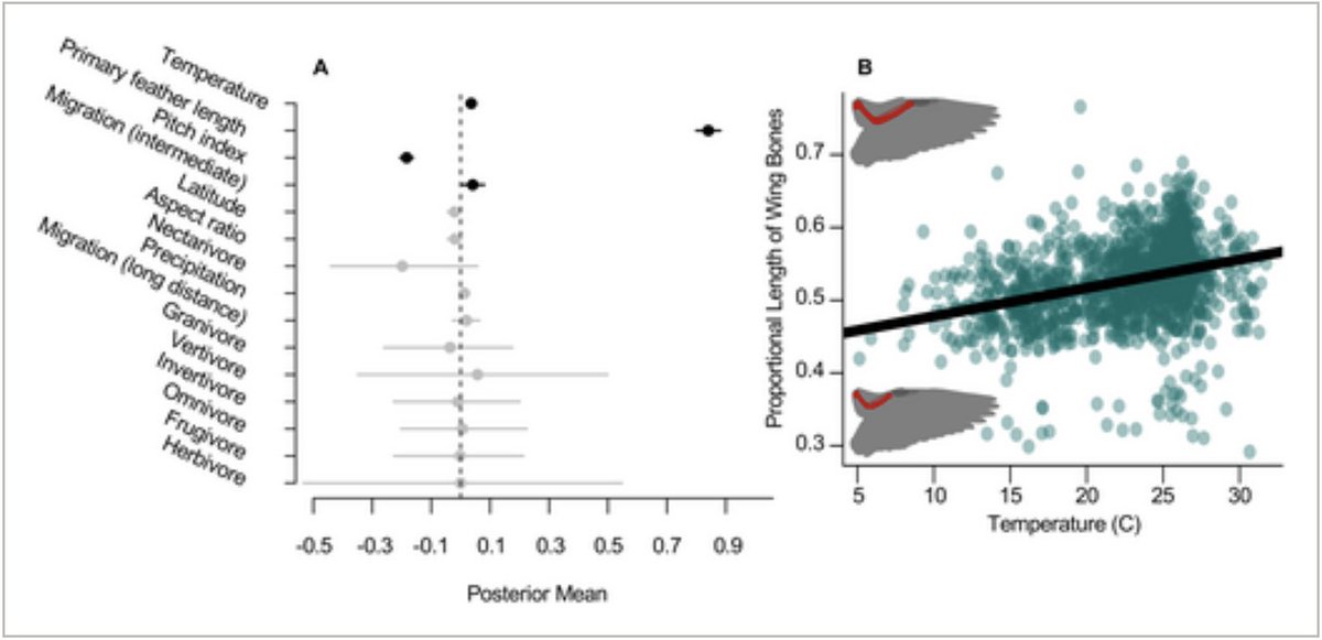 EBoteroD's tweet photo. Longer Wing Bones in Warmer Climates Suggest a Role of Thermoregulation in Bird Wing Evolution
@GEB_macro 
https://t.co/ch5Ju4pNsp https://t.co/4Xmh1Pikxf
