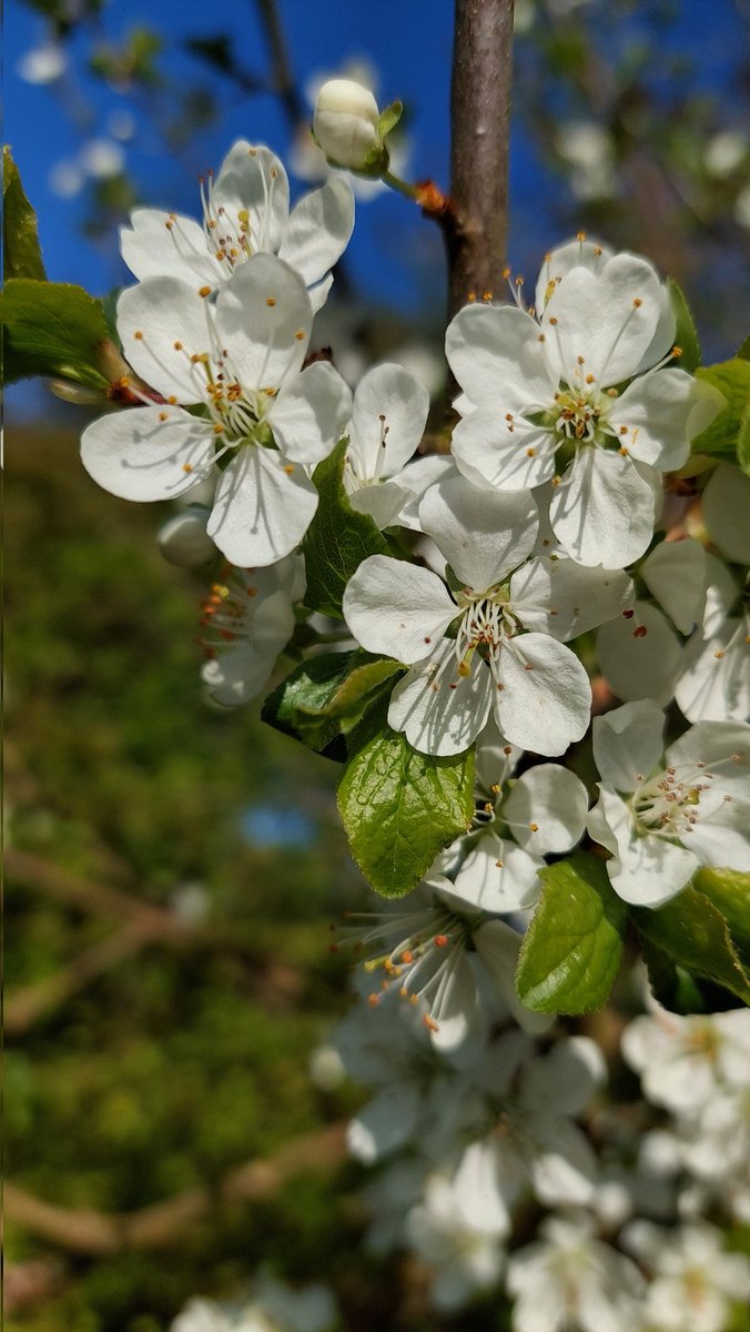 Only four more sleeps until Damson Day in Cumbria!
lythdamsons.org.uk/damson-day