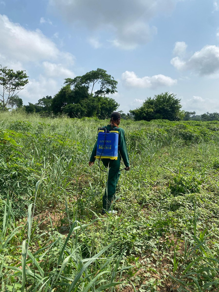 thesimplenife's tweet photo. After a while, Farm Girl resumed today! Intern at OAU @OAUniversity @TheGreatestIFE 
To be honest my predecessors tryyyy @Adefat_ @OmisoreElijah @ekundayo_dami1 @OlajideOlumide_ How did you guys do this thing? Cos>>> https://t.co/47Srzi1ou6