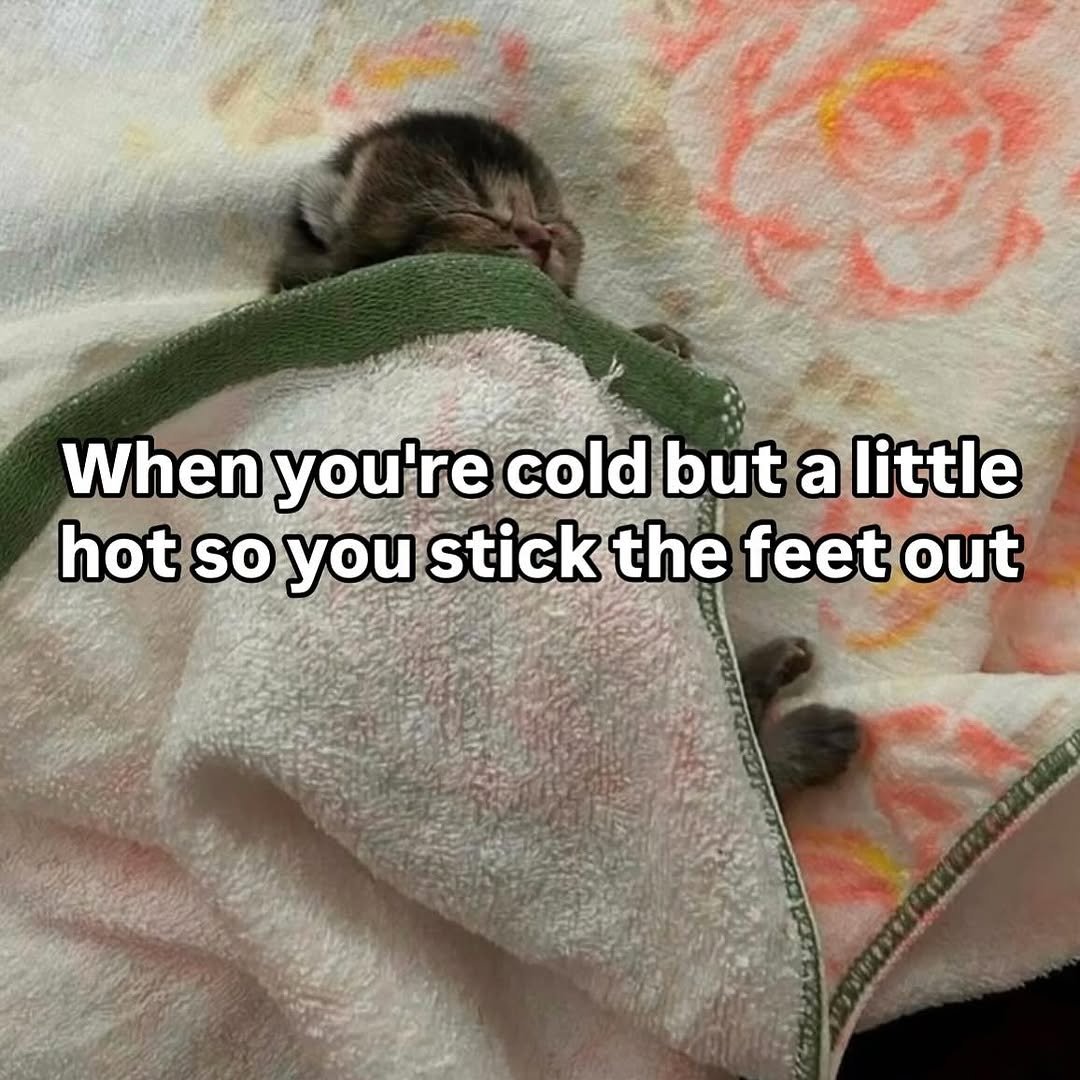 cats who share one braincell (@catbraincell) on Twitter photo 