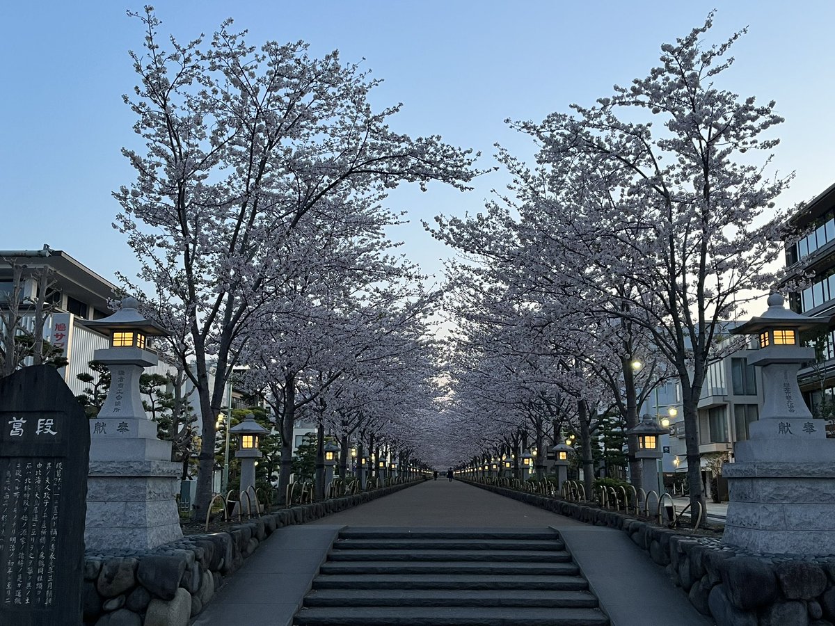 kamakura_ringo's tweet photo. おはようございます☀

早朝05:00

日の出前の、鎌倉鶴岡八幡宮　段葛 https://t.co/nefafegSvF