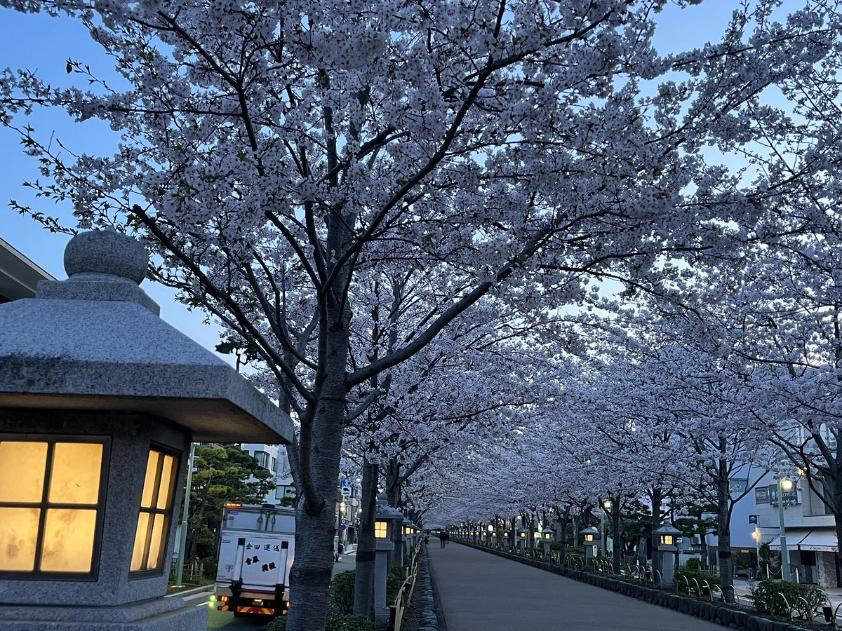 kamakura_ringo's tweet photo. おはようございます☀

早朝05:00

日の出前の、鎌倉鶴岡八幡宮　段葛 https://t.co/nefafegSvF