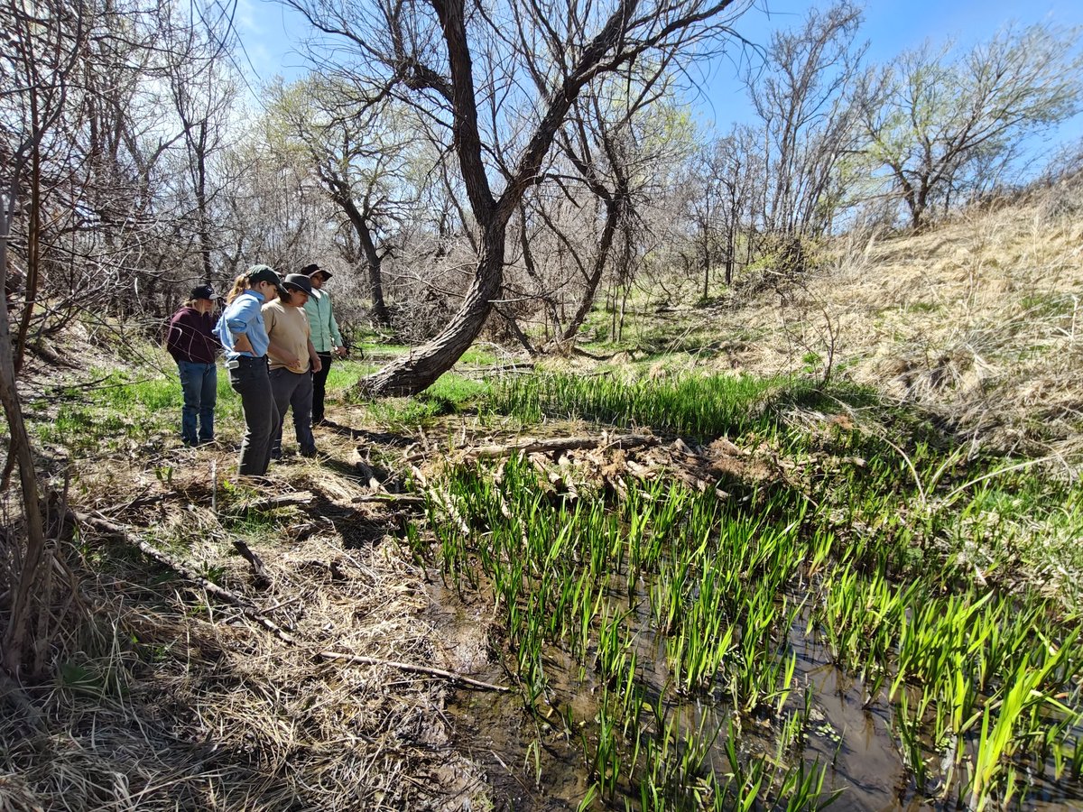 OgallalaLife's tweet photo. Our friend &amp; crew @D2Mohawk built this series of 2 #beaver dam analogs aka #BDAs - a type of natural infrastructure - on a well regulated stretch of #Tecovas #Creek

Beautiful! Improves resilience to #Flood, #fire, #drought &amp; #degradation https://t.co/U2rO7CH6iE