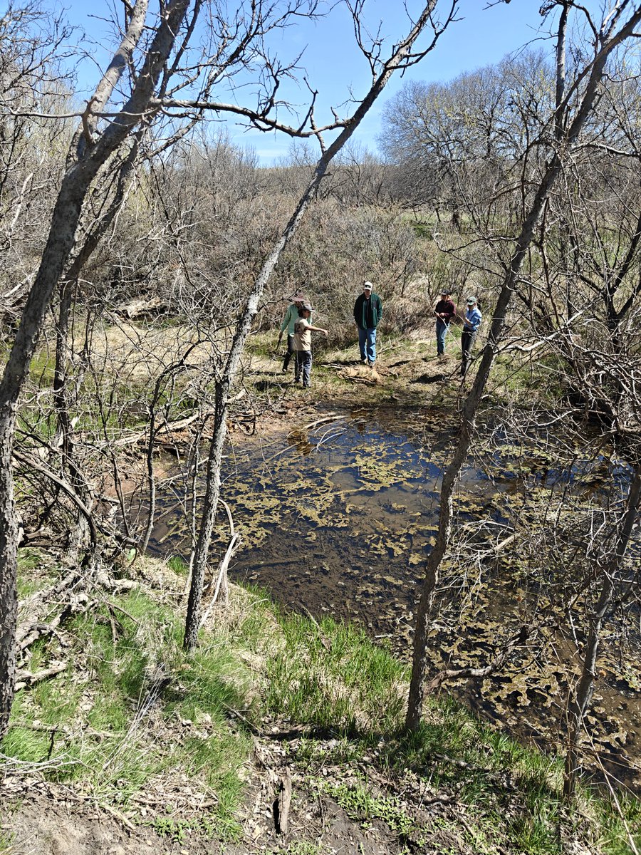 OgallalaLife's tweet photo. Our friend &amp; crew @D2Mohawk built this series of 2 #beaver dam analogs aka #BDAs - a type of natural infrastructure - on a well regulated stretch of #Tecovas #Creek

Beautiful! Improves resilience to #Flood, #fire, #drought &amp; #degradation https://t.co/U2rO7CH6iE