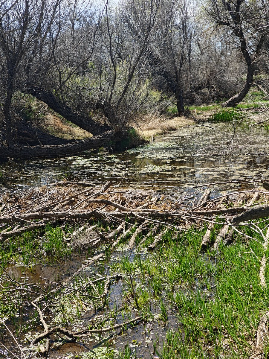OgallalaLife's tweet photo. Our friend &amp; crew @D2Mohawk built this series of 2 #beaver dam analogs aka #BDAs - a type of natural infrastructure - on a well regulated stretch of #Tecovas #Creek

Beautiful! Improves resilience to #Flood, #fire, #drought &amp; #degradation https://t.co/U2rO7CH6iE