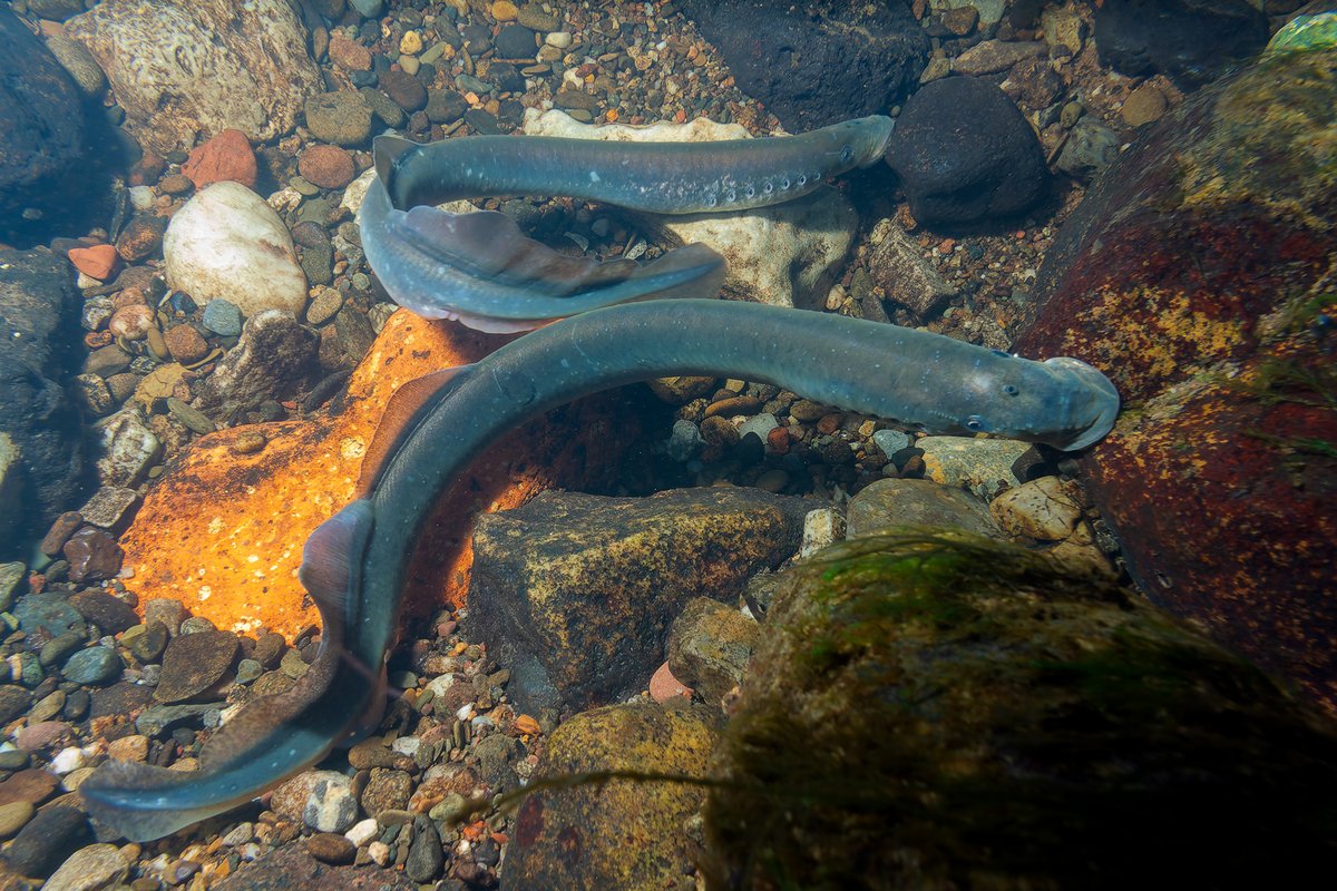 River Lampreys (Lampetra fluviatilis) getting ready to spawn on the River Mulkear, Co. Limerick, this evening.