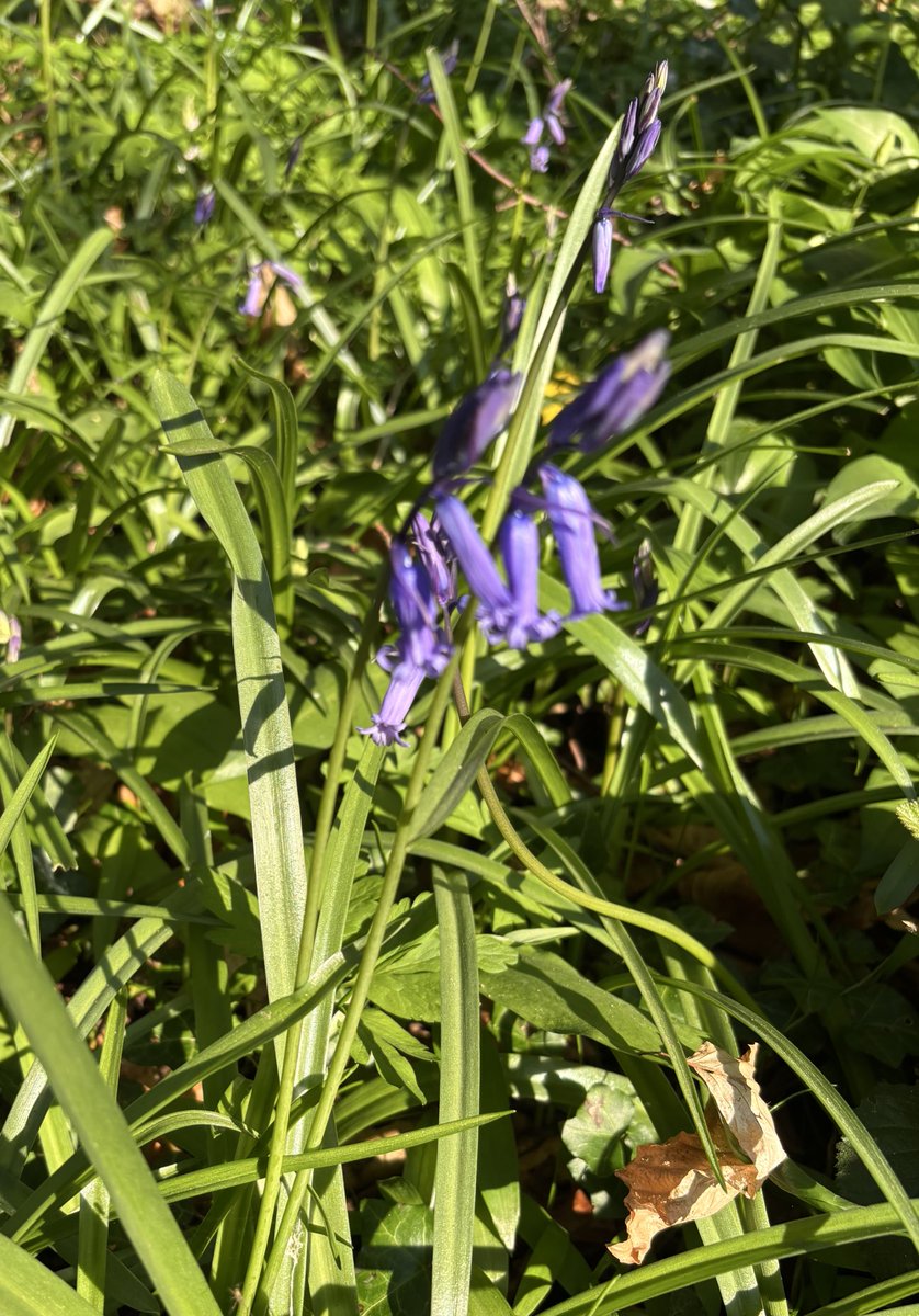 Susan Jones tweet media