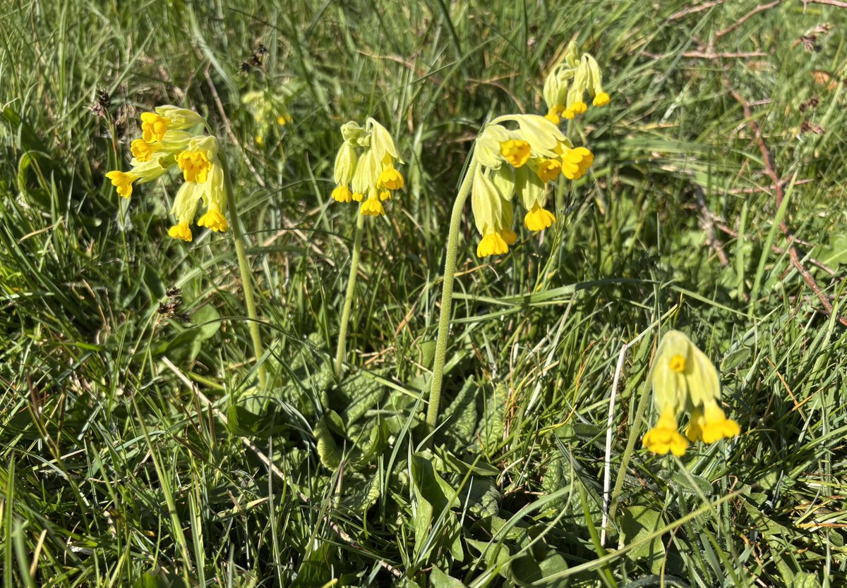 Susan Jones tweet media