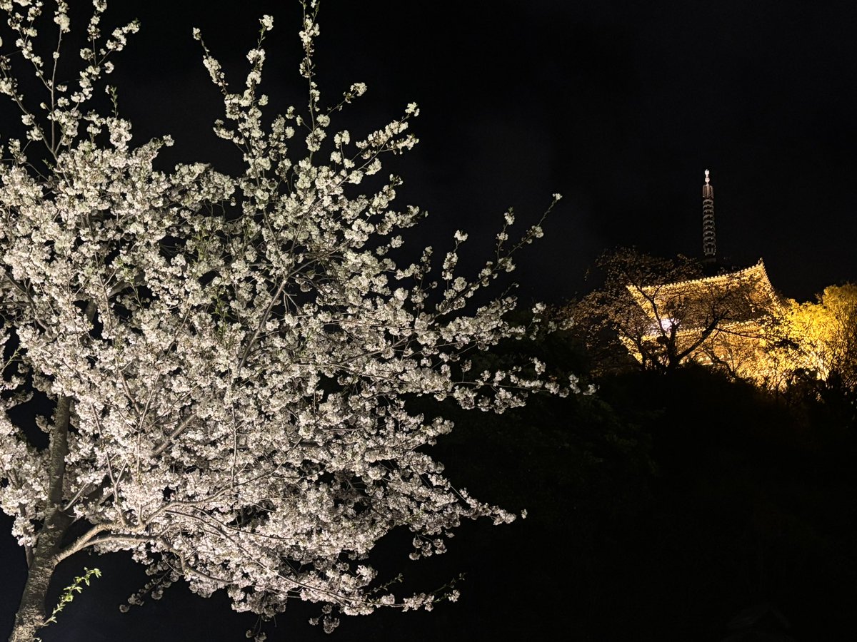nerann00's tweet photo. #三溪園
#桜
#ライトアップ
#横浜
#本牧
#写真使用可

https://t.co/m0dmD6UXQv https://t.co/Z0RxwrAKME