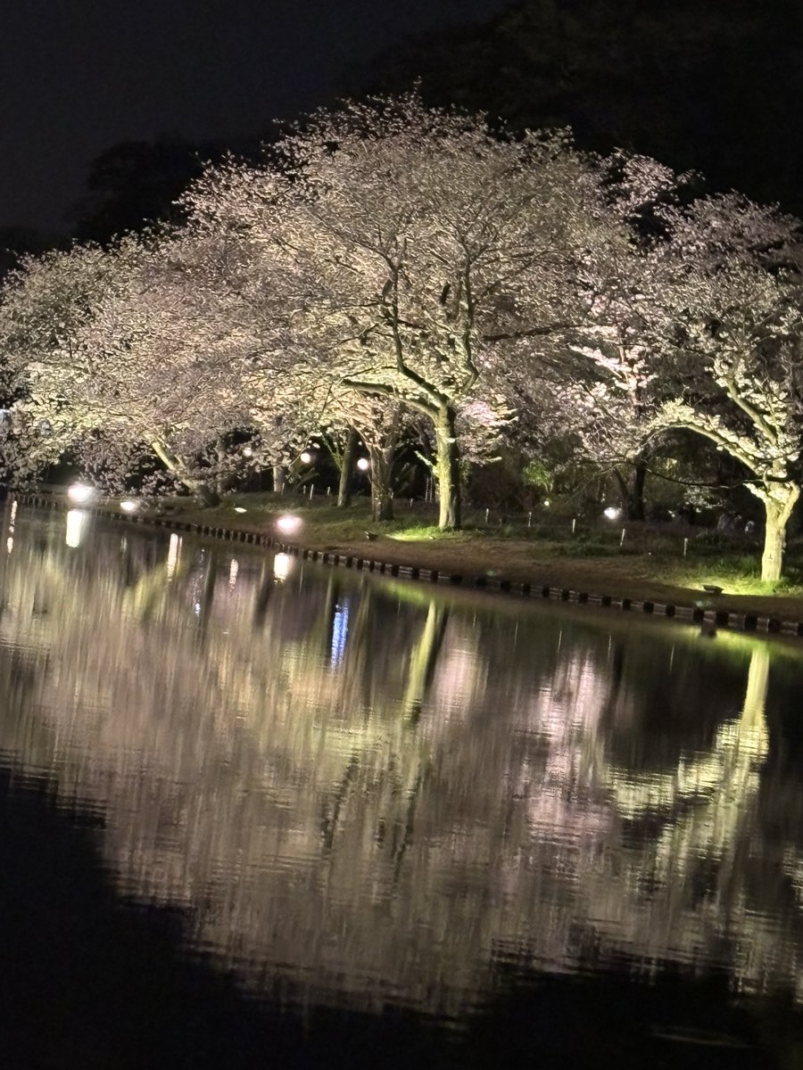 nerann00's tweet photo. #三溪園
#桜
#ライトアップ
#横浜
#本牧
#写真使用可

https://t.co/m0dmD6UXQv https://t.co/Z0RxwrAKME