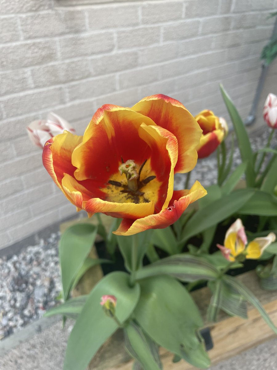 Aeysha Harley (@respiratoryuhp) on Twitter photo An adventure to the secret garden today for one of our patients and her family. Where they created memories, played games and most of all smiled and laughed together ππ·πΆπ«π₯ <a href="/harrietsarahhh/">Harriet π« π©πΌββοΈ</a> <a href="/matron_mike/">mike</a> <a href="/TantamKate/">Kate Tantam (She/her)</a> #rehablegends An adventure to the secret garden today for one of our patients and her family. Where they created memories, played games and most of all smiled and laughed together ππ·πΆπ«π₯ <a href="/harrietsarahhh/">Harriet π« π©πΌββοΈ</a> <a href="/matron_mike/">mike</a> <a href="/TantamKate/">Kate Tantam (She/her)</a> #rehablegends