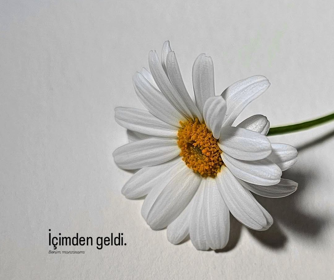 ... 

Bir çiçek çizdim bu akşam avcuma
İsmini 'her şey' koydum.
...

#didemMadak

🌙