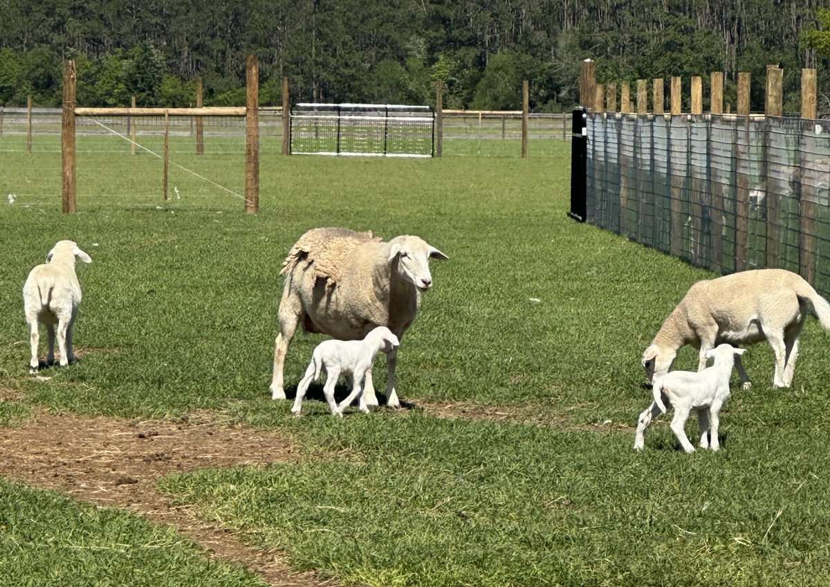 TrampisC's tweet photo. Both 3 day old ram lambs first time out to pasture! #circle7ranch #gawhitedorper https://t.co/1SJmAven5W