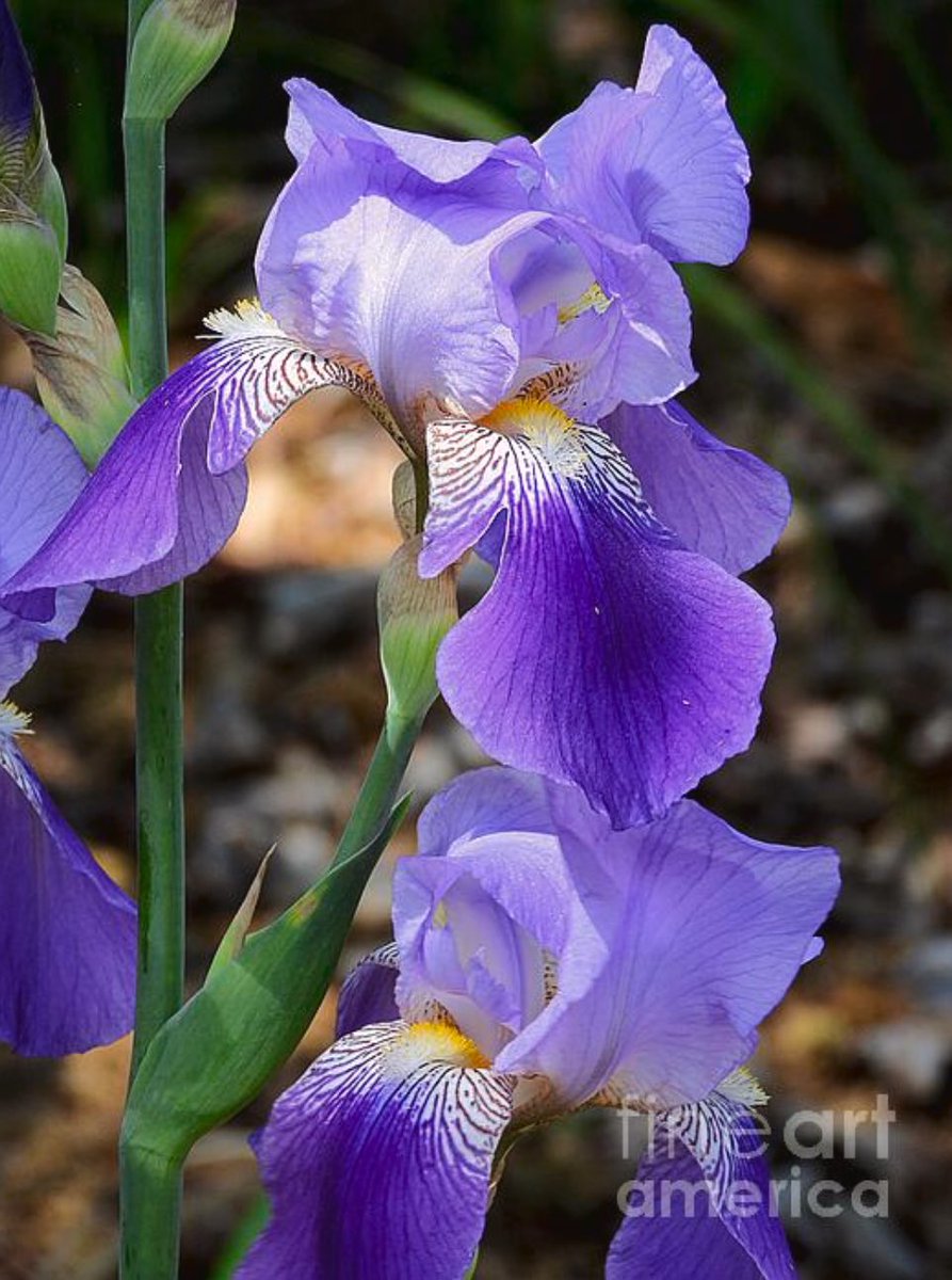 DanSC76690661's tweet photo. A pair of vibrant purple irises. 
#rpsharpeimagery #natureloversphotography #fineartamerica #irisflower #spring https://t.co/4mrZnyGNSY