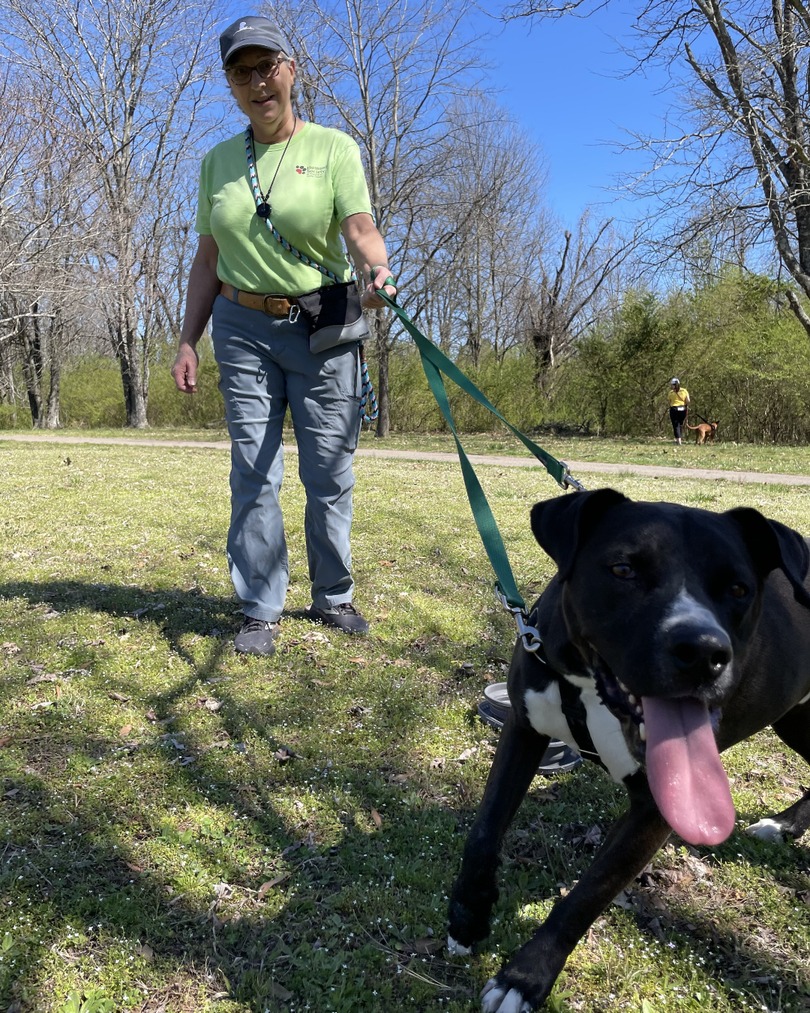 MemphisHumane's tweet photo. What's better than going on a walk on a nice, sunny day? Doing it with a Humane Society friend! When you become a volunteer, you can enrich a pup's life through exercise and socialization – which also helps prepare them for adoption! https://t.co/G7db5BF1tT. https://t.co/TTAjfkp5Gl