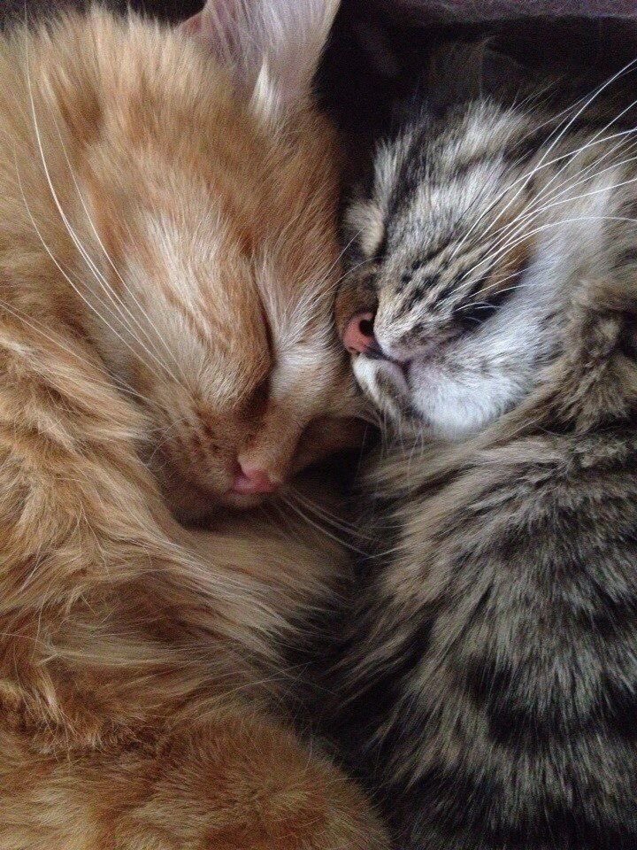 cat archives tweet media