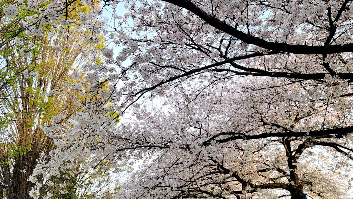 「仕事に忙殺されてる間に葉桜になりかけててショック 」|片山愁 (UNREALドラマ、舞台化)のイラスト