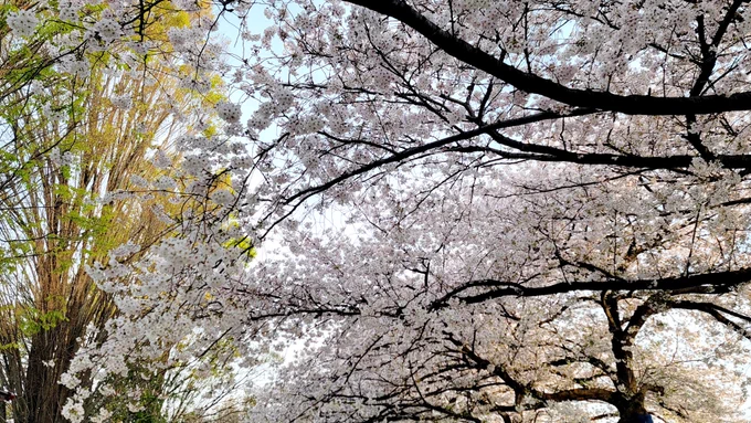 仕事に忙殺されてる間に葉桜になりかけててショック 
