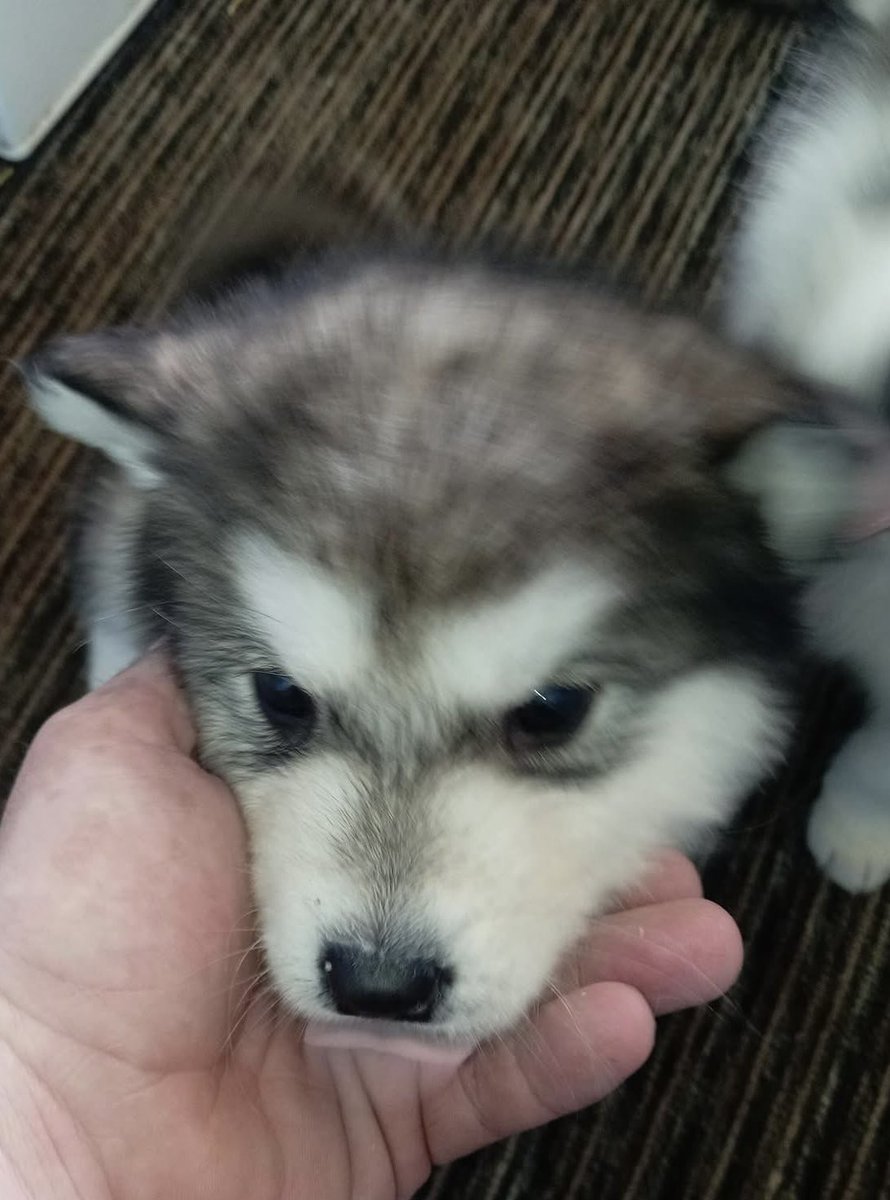 SAMPAuk_'s tweet photo. Two seven-week old #AlaskanMalamute #puppies were #stolen from home, in the #Loddiswell, #Kingsbridge, #Devon, #TQ7 Tuesday 1.04.25
Contact Police on 101 or Crime Stoppers on 0800555111
CRN: 20250402-0821
https://t.co/GDS7zPgeyW
https://t.co/TBefqye9Bf
#PetAbduction https://t.co/6nfxUeiFfv