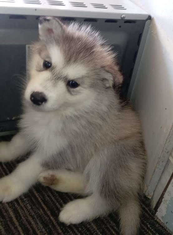 SAMPAuk_'s tweet photo. Two seven-week old #AlaskanMalamute #puppies were #stolen from home, in the #Loddiswell, #Kingsbridge, #Devon, #TQ7 Tuesday 1.04.25
Contact Police on 101 or Crime Stoppers on 0800555111
CRN: 20250402-0821
https://t.co/GDS7zPgeyW
https://t.co/TBefqye9Bf
#PetAbduction https://t.co/6nfxUeiFfv