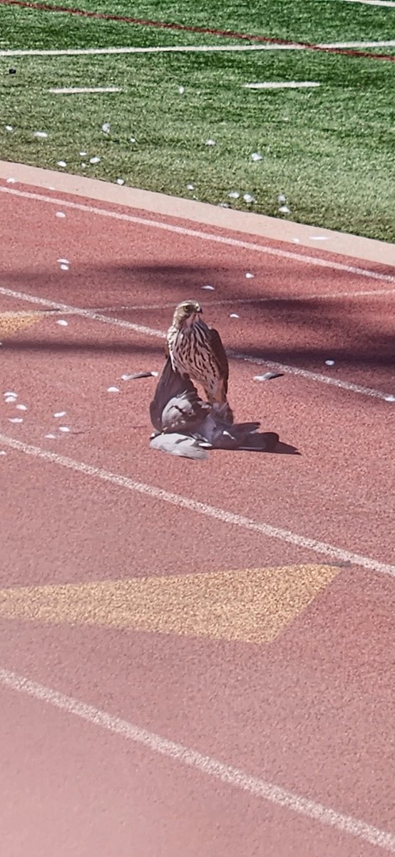 JORDAN NEAL tweet media