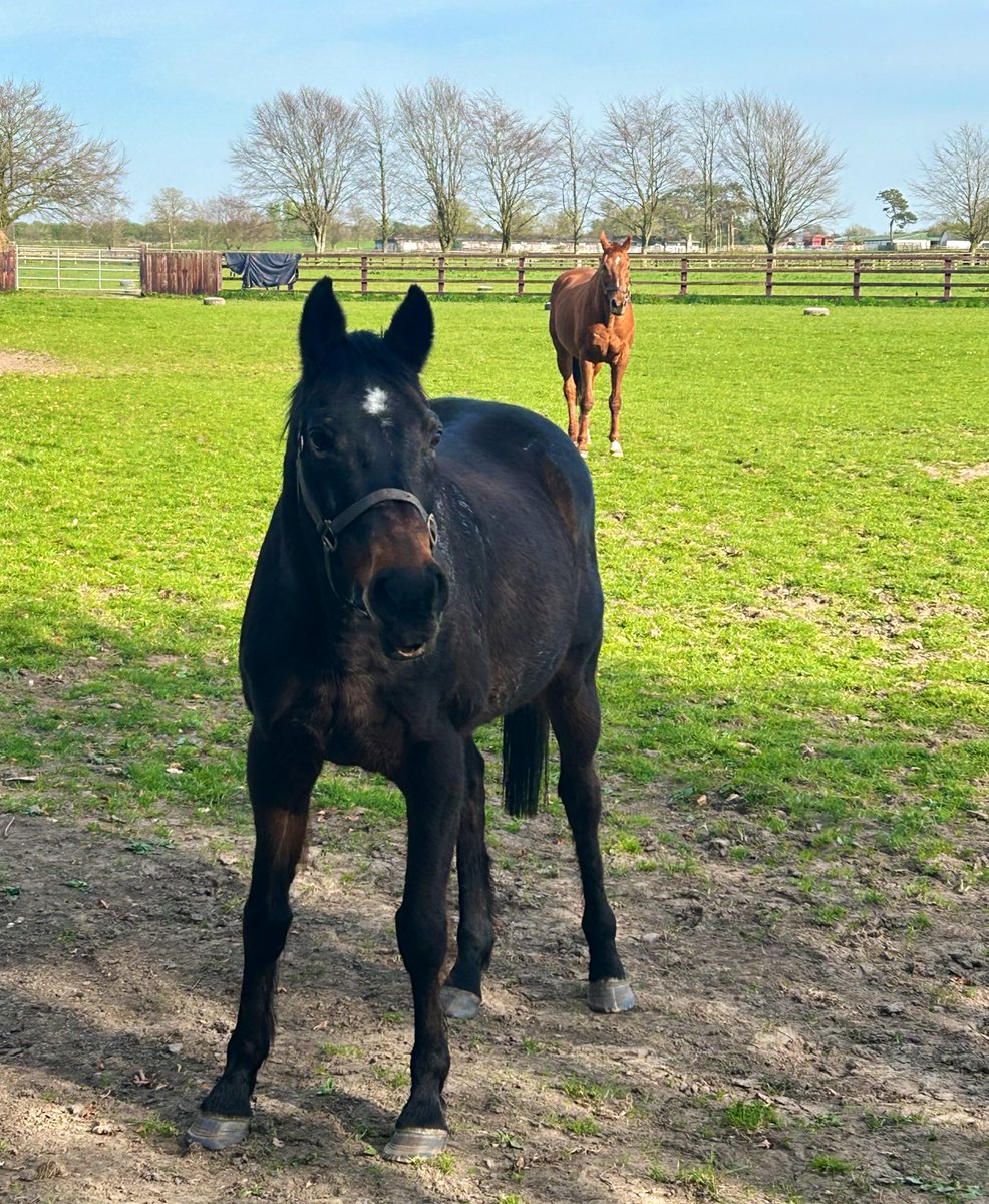 Simply the best Hurricane Fly at 21 years young 🐎💫

His mate Beef or Salmon in the background 😍