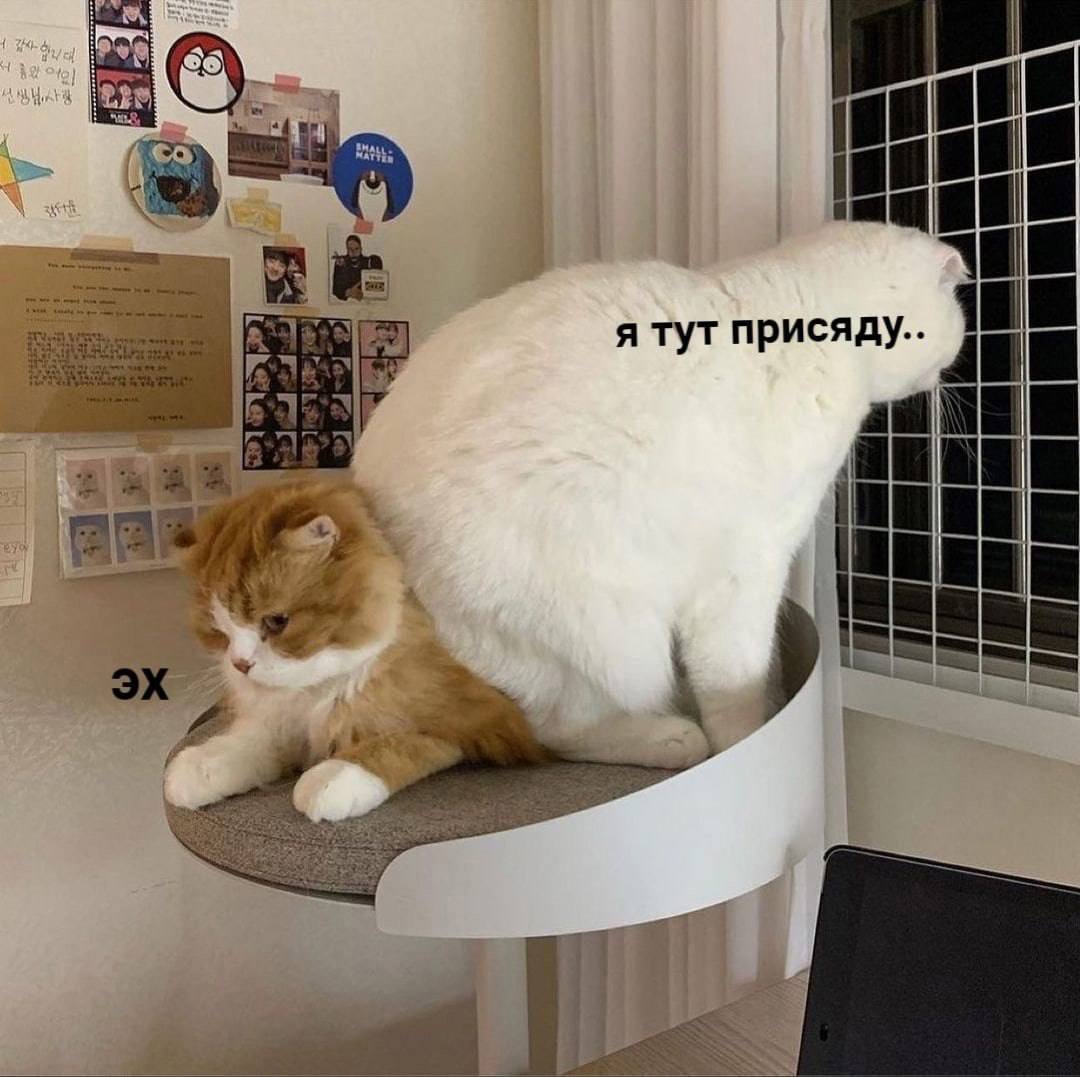 🐸жабья принцесса👑 (@kxiq7u7oc8nsgnc) on Twitter photo 