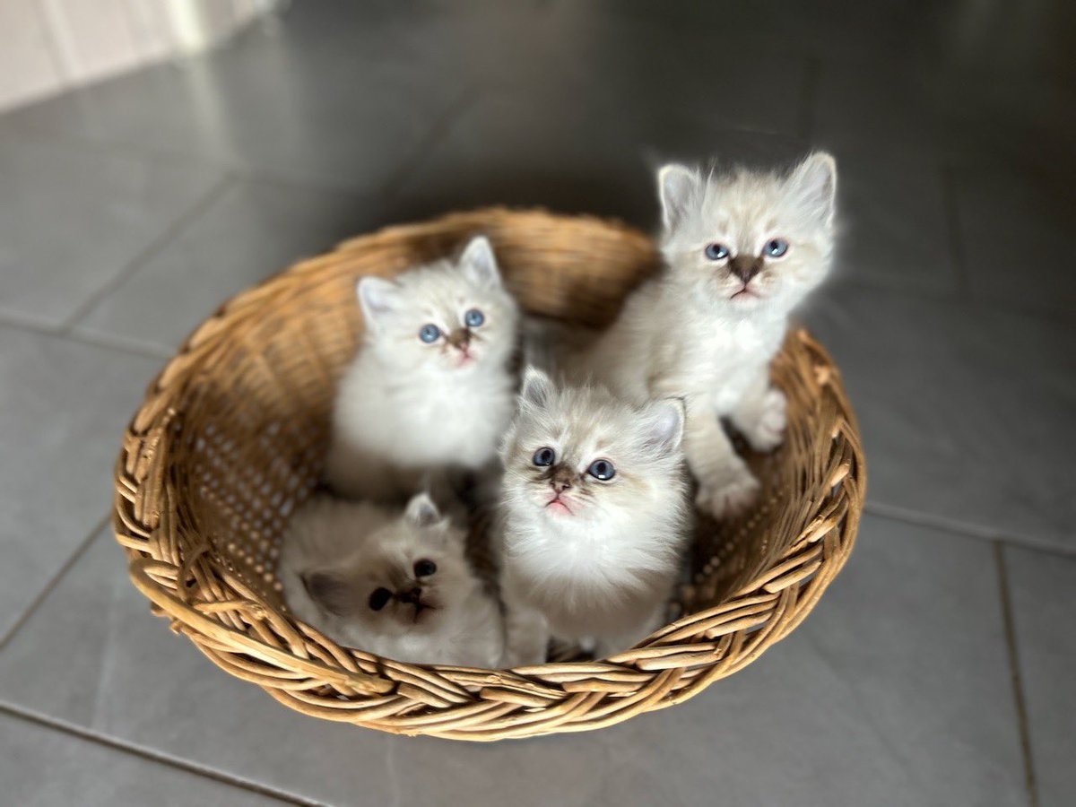 CDM2026_'s tweet photo. Hommage à notre chatte qui nous a quitté bien trop tôt 
#birman #cat #kittens 
https://t.co/FvcpjgTyMa https://t.co/U90femvqXv