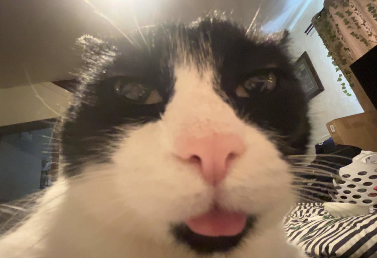 ThePopPez's tweet photo. Live around 5pm EST for some
FORTNITE on this
Taco ๐ฎ bout Tuesday!
#turnkickblue
#AutismAwarenessMonth
Stop by and sabotage us!
McFatty says hi! ๐๐ป https://t.co/oajoeH0K6y