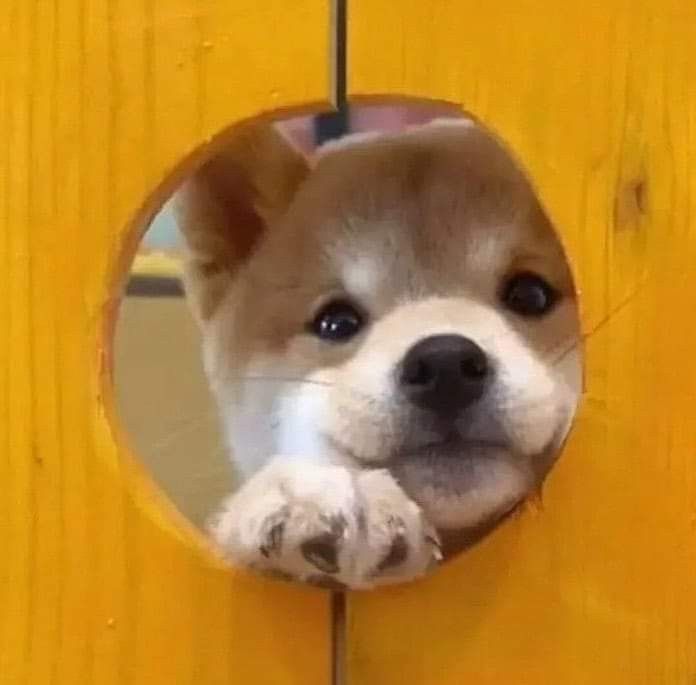 hue_oo_'s tweet photo. 빼꼼(peek!)🐶
#젠레스존제로 #ゼンゼロ #zzzero 
#버니스화이트 #バーニスホワイト #BurniceWhite https://t.co/vVjxRFuJaD