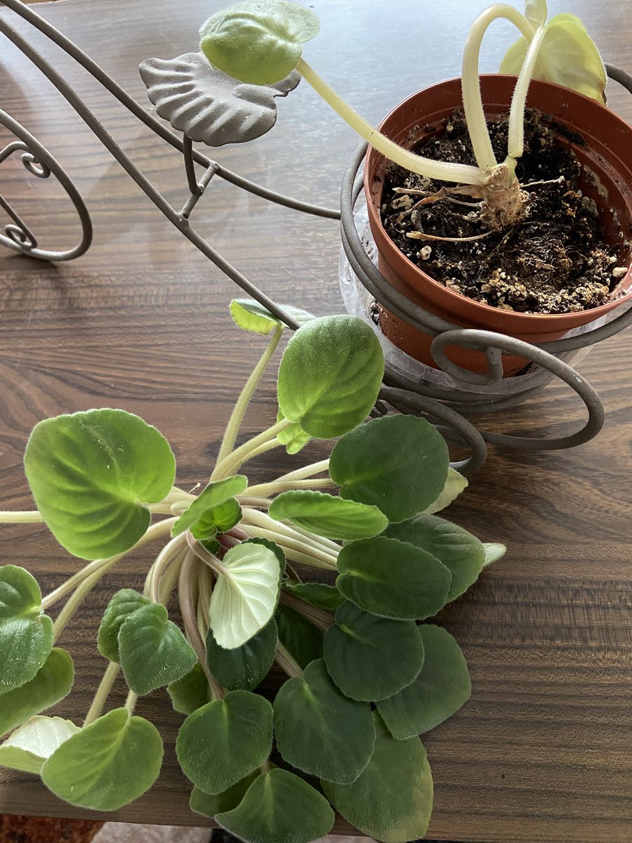 charalaffe's tweet photo. Omgggg someone please help me before I start sobbing 😭😭😭 https://t.co/KpbW9ou61F
