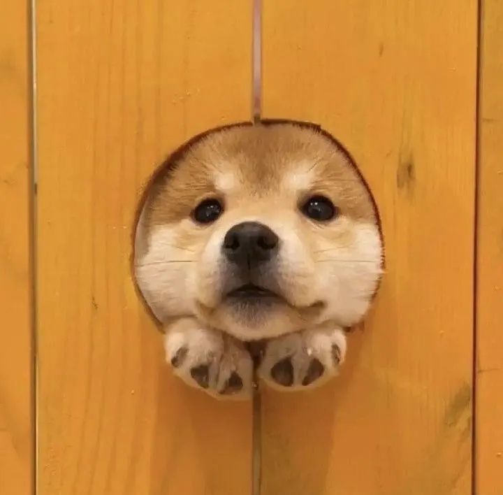 hue_oo_'s tweet photo. 빼꼼(peek!)🐶
#젠레스존제로 #ゼンゼロ #zzzero 
#버니스화이트 #バーニスホワイト #BurniceWhite https://t.co/vVjxRFuJaD