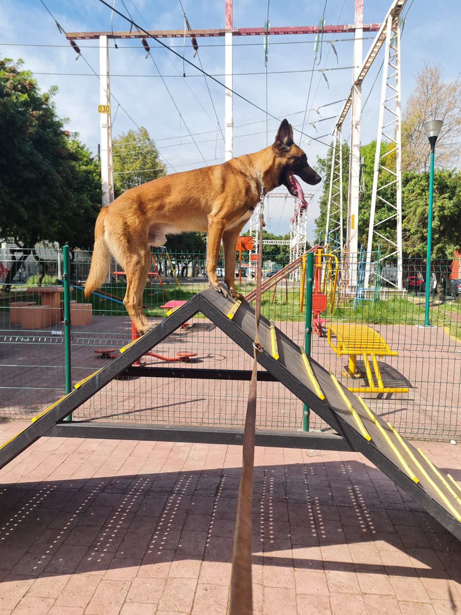 Thor53217372's tweet photo. @Gustoexzootico De 4 años sin experiencia zona Azcapotzalco Tlalnepantla https://t.co/iqDNPh5abA