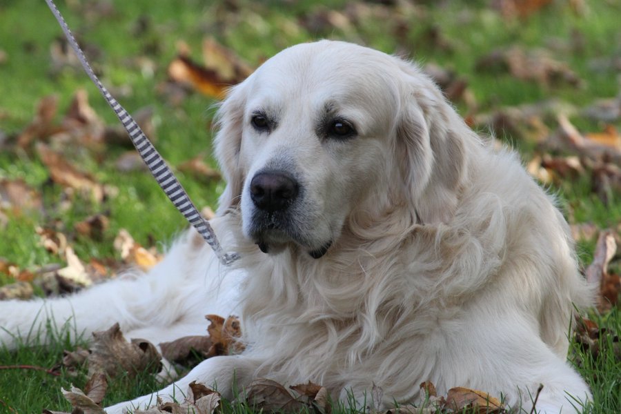 Neil Perrett tweet media