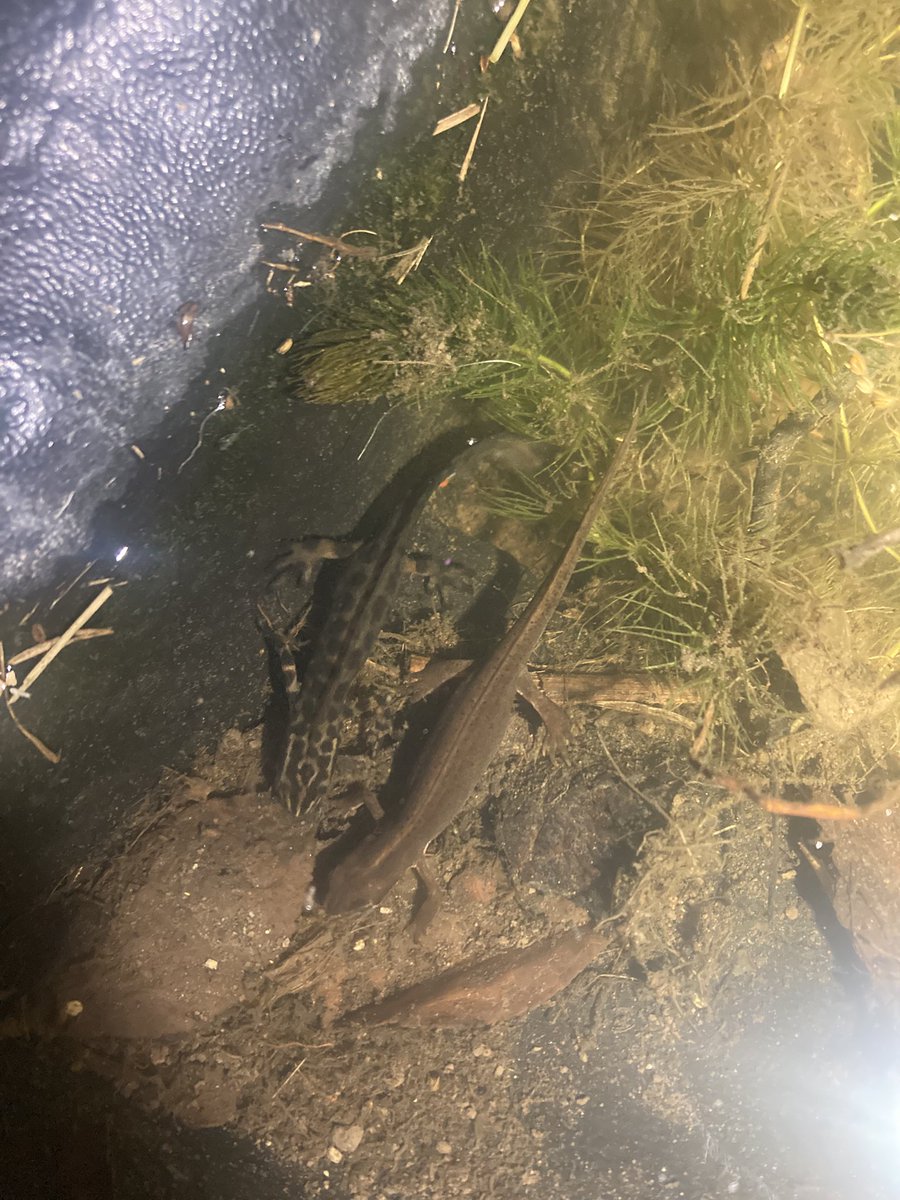 BigPeteC1's tweet photo. Newt ridin in the pond #wildlifepond #wildlifegardening @collieennis @CritterShedPod https://t.co/S4h4qnv4xQ