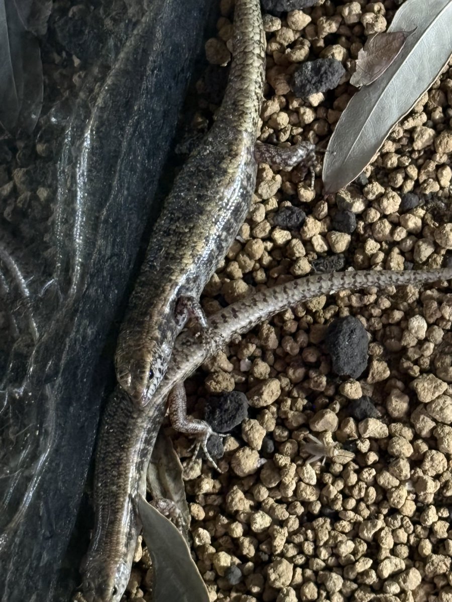 AussieReptiles's tweet photo. Concinnia  sokosomaの雌も横幅が出てきました…無事妊娠していると嬉しい😆✨
　胎生種なので楽しみ😊GW明けかな⁉️ https://t.co/41R0M5QiF3
