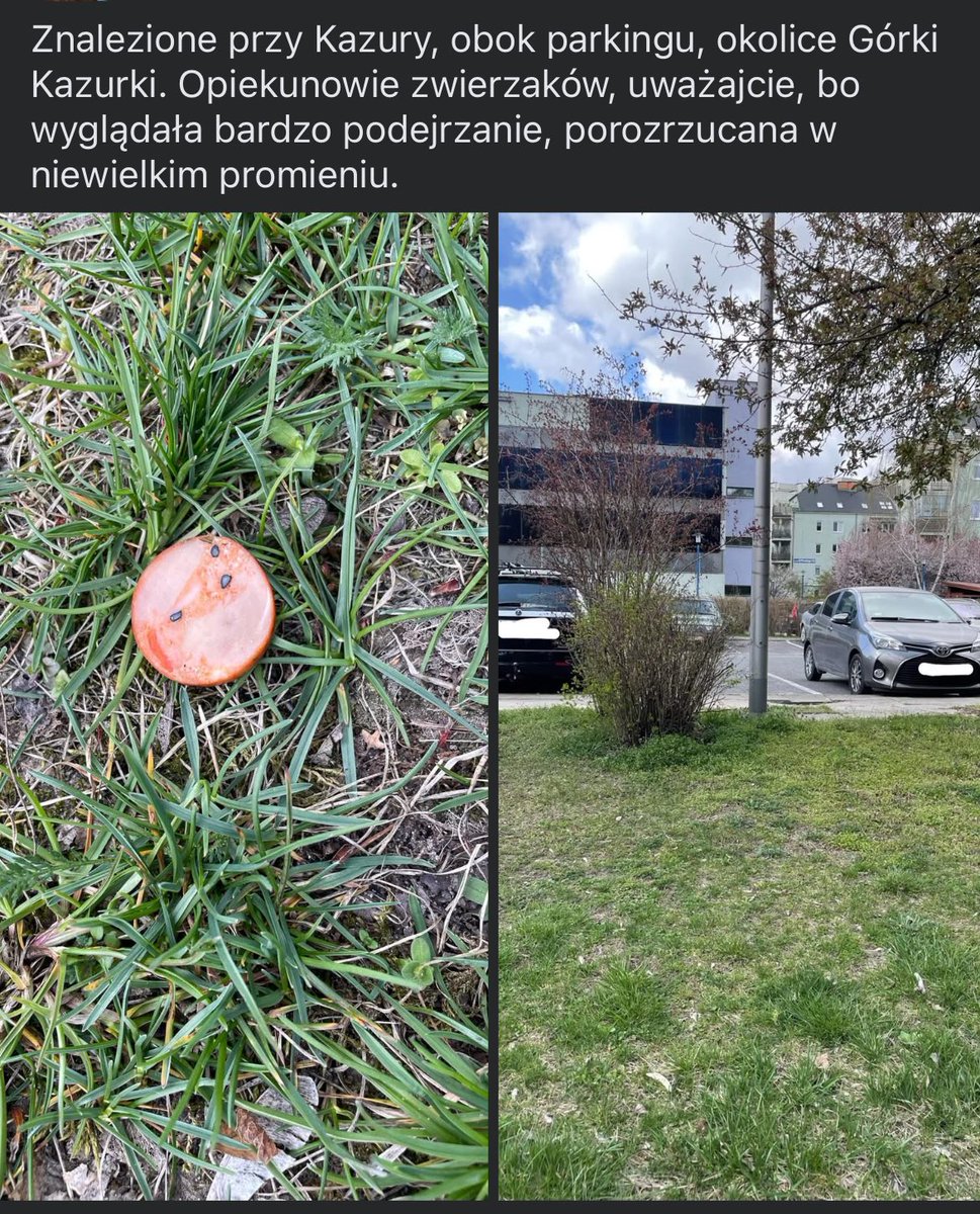 MiastoUrsynow's tweet image. Uważajcie na spacerach z 🦮🐕‍🦺 znowu jakiś 🤬 rozrzuca nabitą’ kiełbasę #kazury #dembowskiego