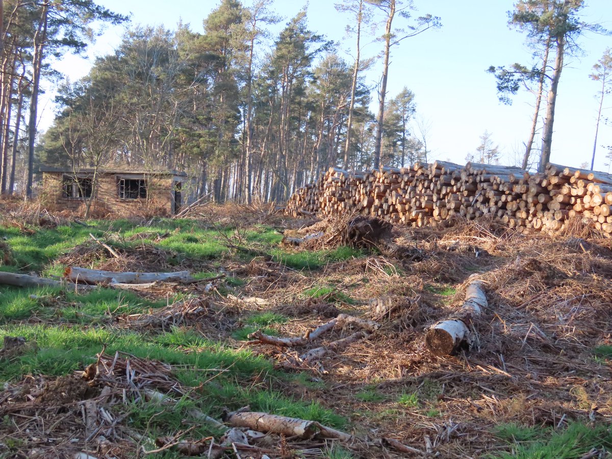 smdavies67's tweet photo. The Hedderwick plantation at #BelhavenBay #EastLothian was largely flattened by #StormArwen in November 2021. The restructuring continues today - creating a much more open landscape ahead of replanting at some point - hopefully with an appropriate #nativetree mix. https://t.co/uURsLwbqWF