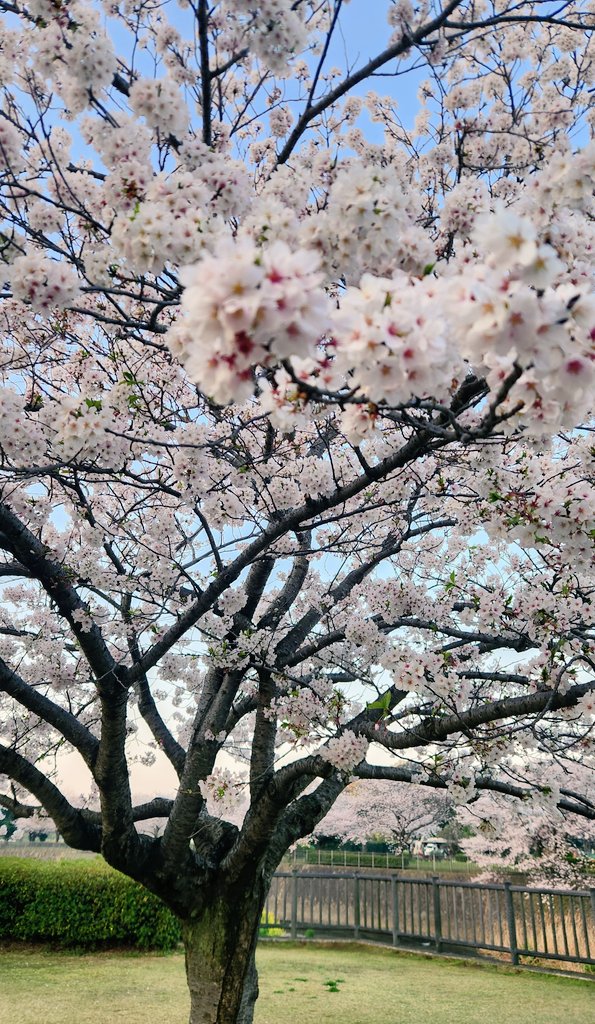 Champagne_Hiro's tweet photo. 引地川親水公園でお花見

早朝の静寂の中、満開の桜並木を散策し、鶯のさえずりを聴ける至福の時。

早起きして良かったです。 https://t.co/0SDBW5ZrGg