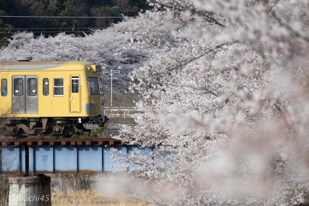 machi451's tweet photo. 今年の桜はどうしようかなと悩んだ挙句三岐鉄道へ。西武電車もあと何回花の中を行けるのか。40年くらい前から10年間この色の電車で通学したので最後まで見届けたいですね。
20250405大安 https://t.co/cbLWufkzyS